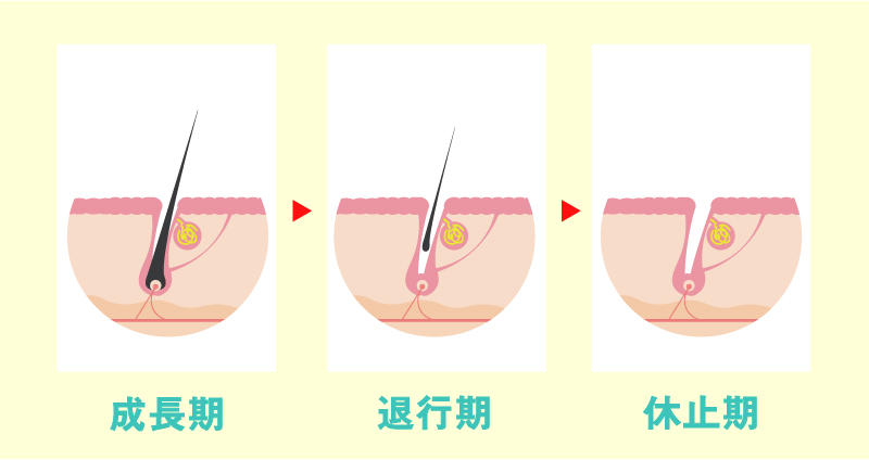 毛周期の図
