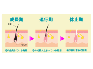 毛周期
