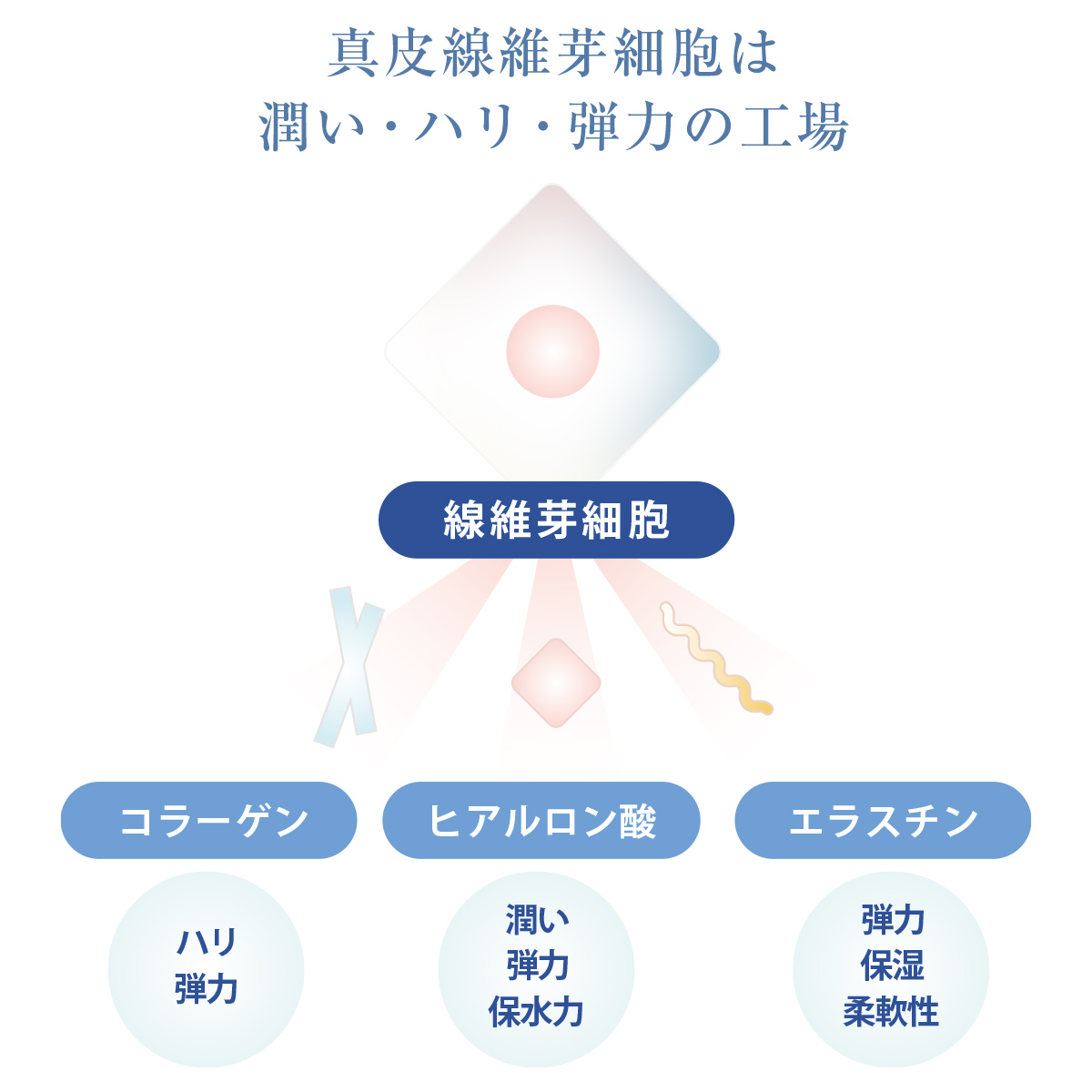 真皮線維芽細胞について