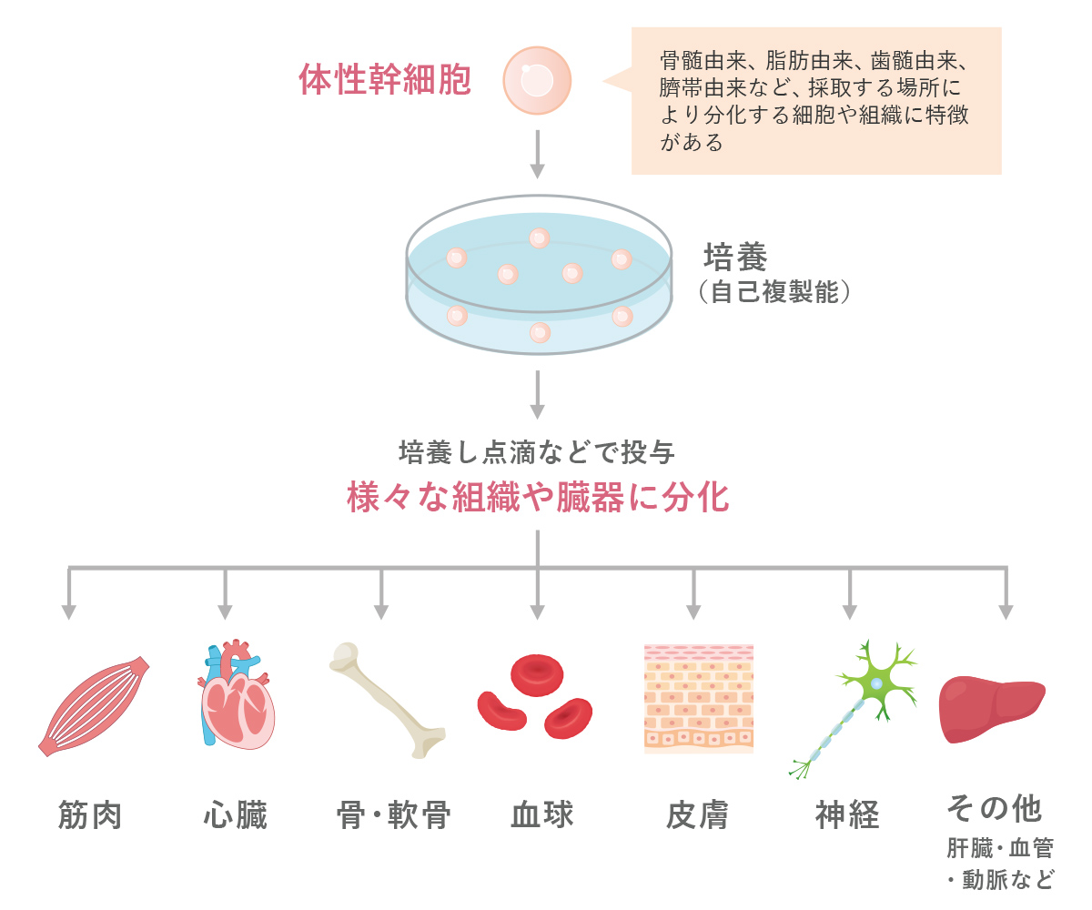 ご自身から採取した脂肪細胞から取れる間葉系幹細胞を培養し、点滴によってご自身の体内に導入する再生医療