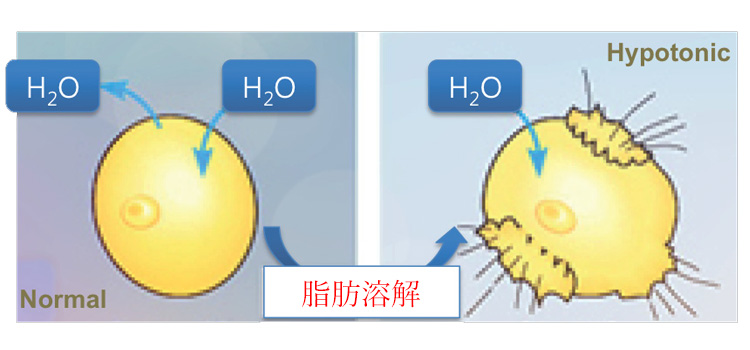 チンセラプラスの脂肪分解効果