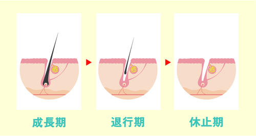 医療脱毛 大阪ならPSC 毛周期について