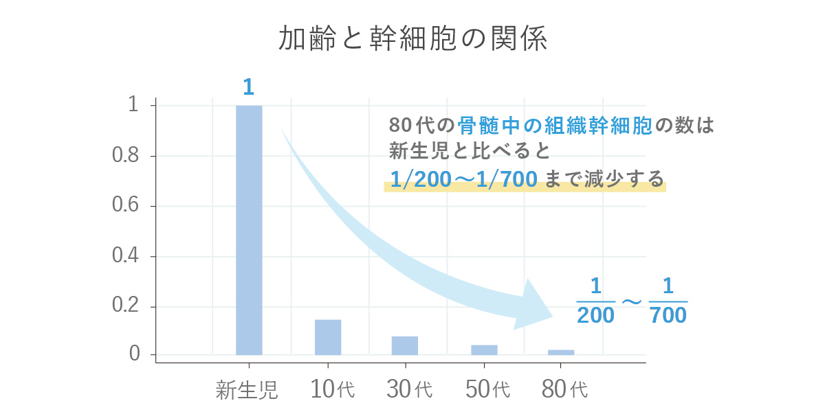 加齢と幹細胞数のグラフ　加齢に伴う幹細胞の数の減少