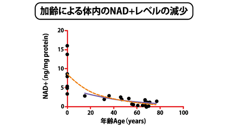 加齢による体内のNAD+レベルの減少