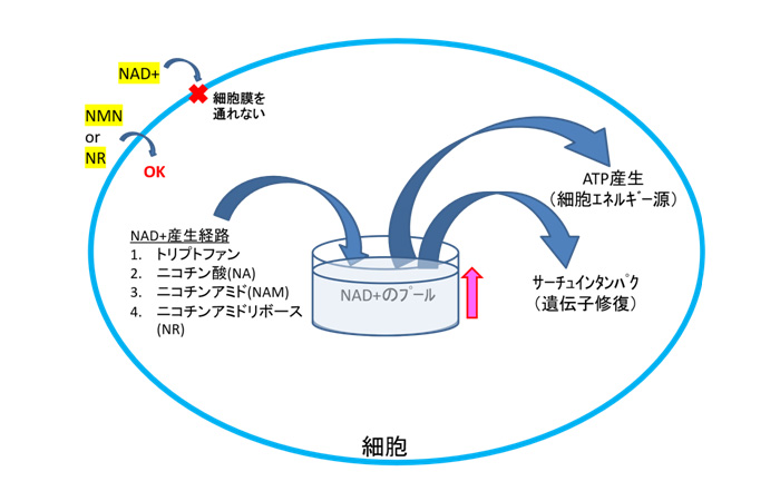 細胞でNAD+に変換されるNMN