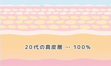 しわ・たるみの原因 20代の真皮層