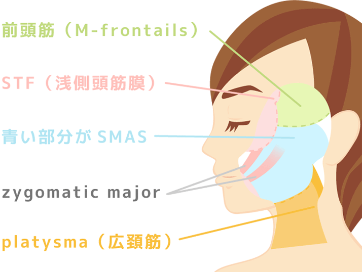 筋膜の加齢によるたるみ