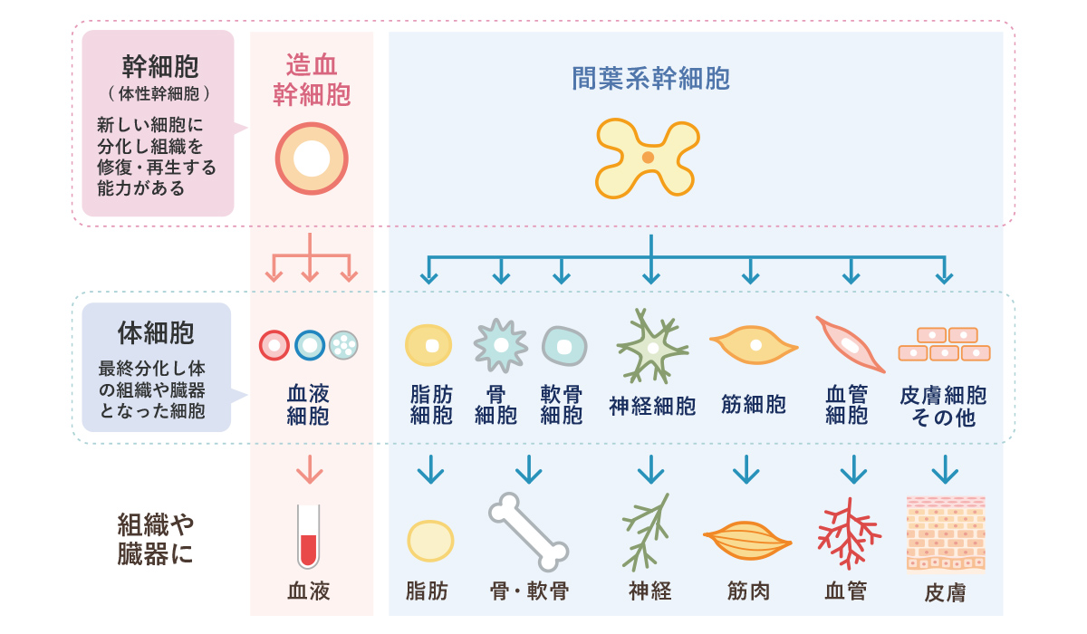 間葉系幹細胞（MSC：mesenchymal stem cell）について