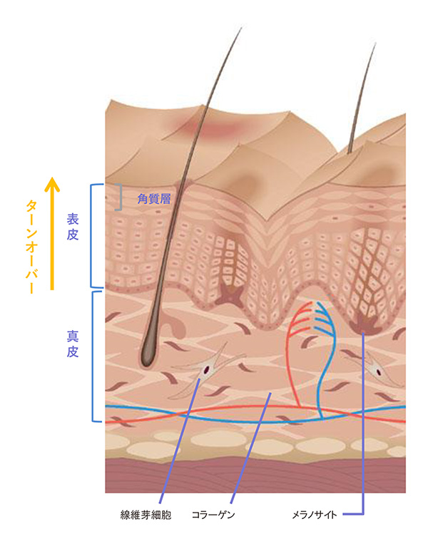 ゼオスキン セラピューティックプログラムのお肌内部