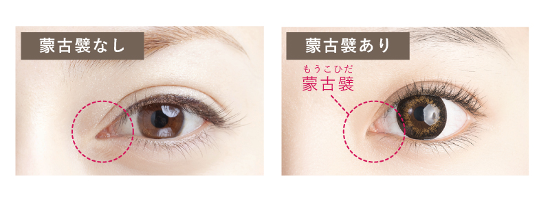 蒙古襞なしと蒙古襞ありの女性の目